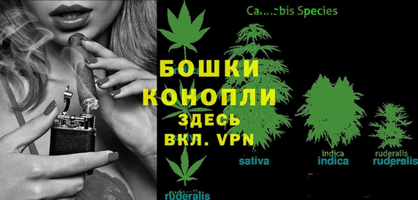 ГАЛЛЮЦИНОГЕННЫЕ ГРИБЫ Бородино